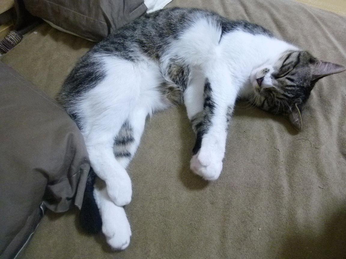 半决赛前瞻:阿根廷迎战荷兰,阿根廷对荷兰集锦