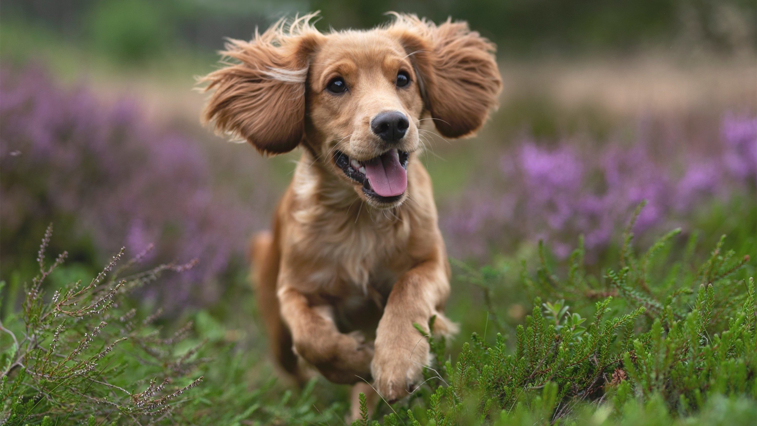 半决赛前瞻:阿根廷迎战荷兰,阿根廷对荷兰集锦