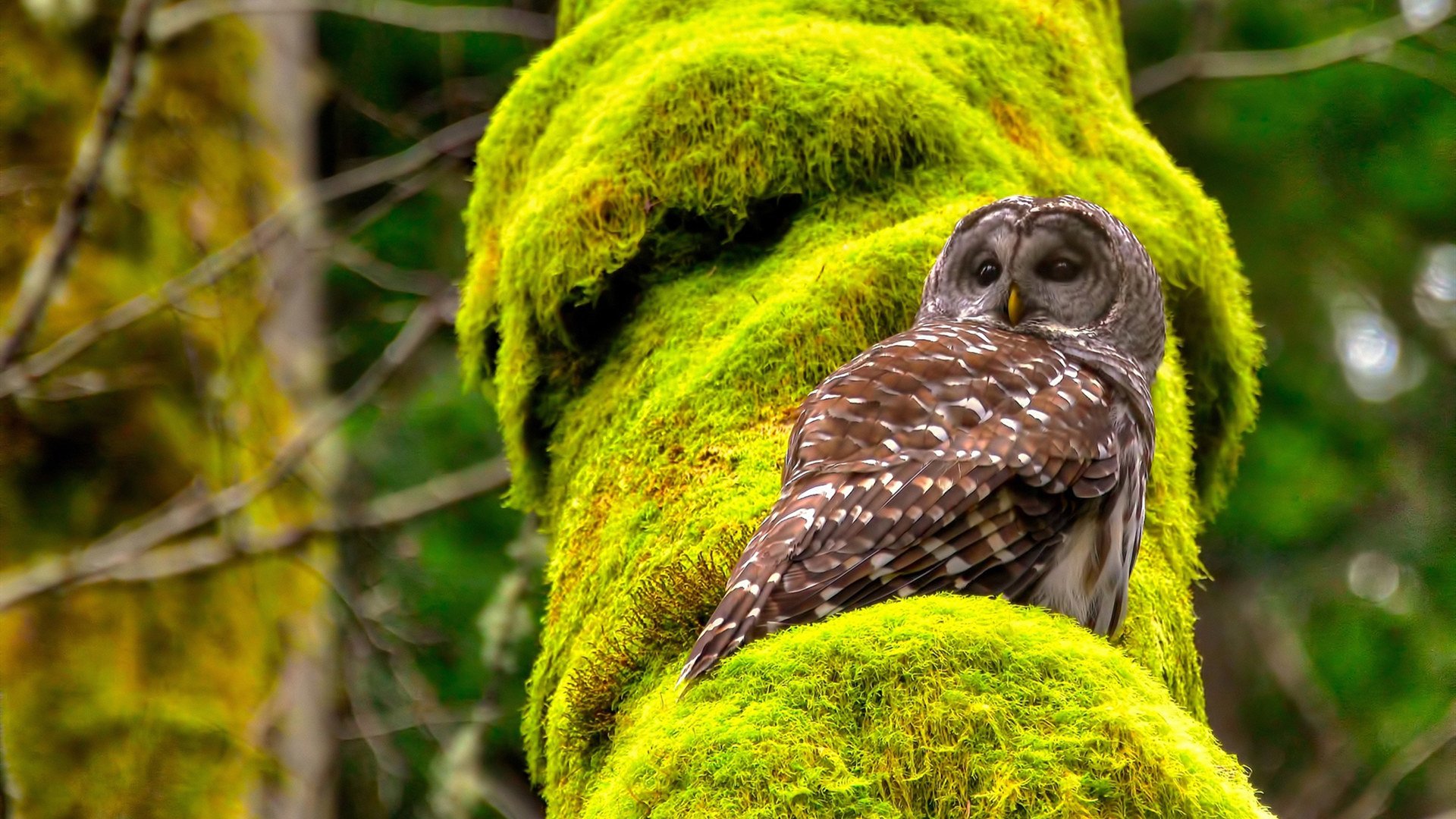 塞内加尔队后卫吉梅内斯在巴黎奥运会上表现出色,何塞·吉梅内斯