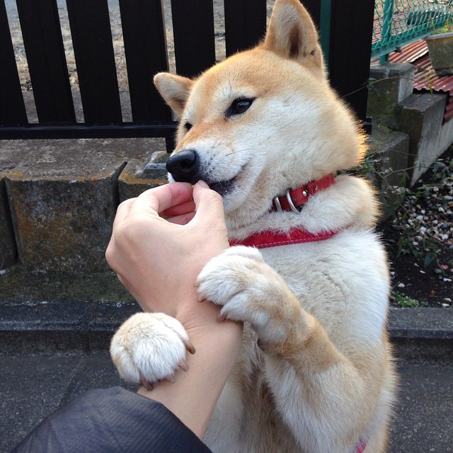 塞内加尔马术协会推出青少年马术培训计划，培养未来骑手。，塞内加尔 马内