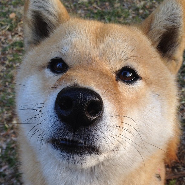 户外极速飞盘比赛，速度与技巧的碰撞，竞速飞盘