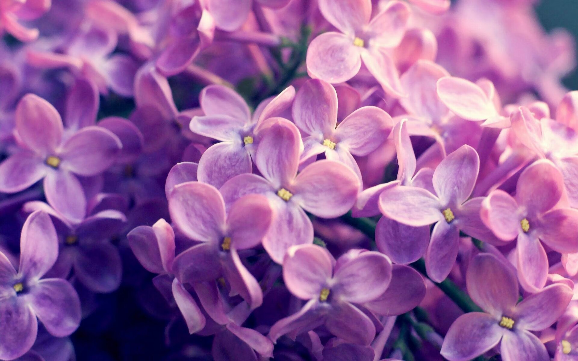 王者荣耀赛事中的观众互动:如何提升观赛体验,王者比赛怎么设置 观众席