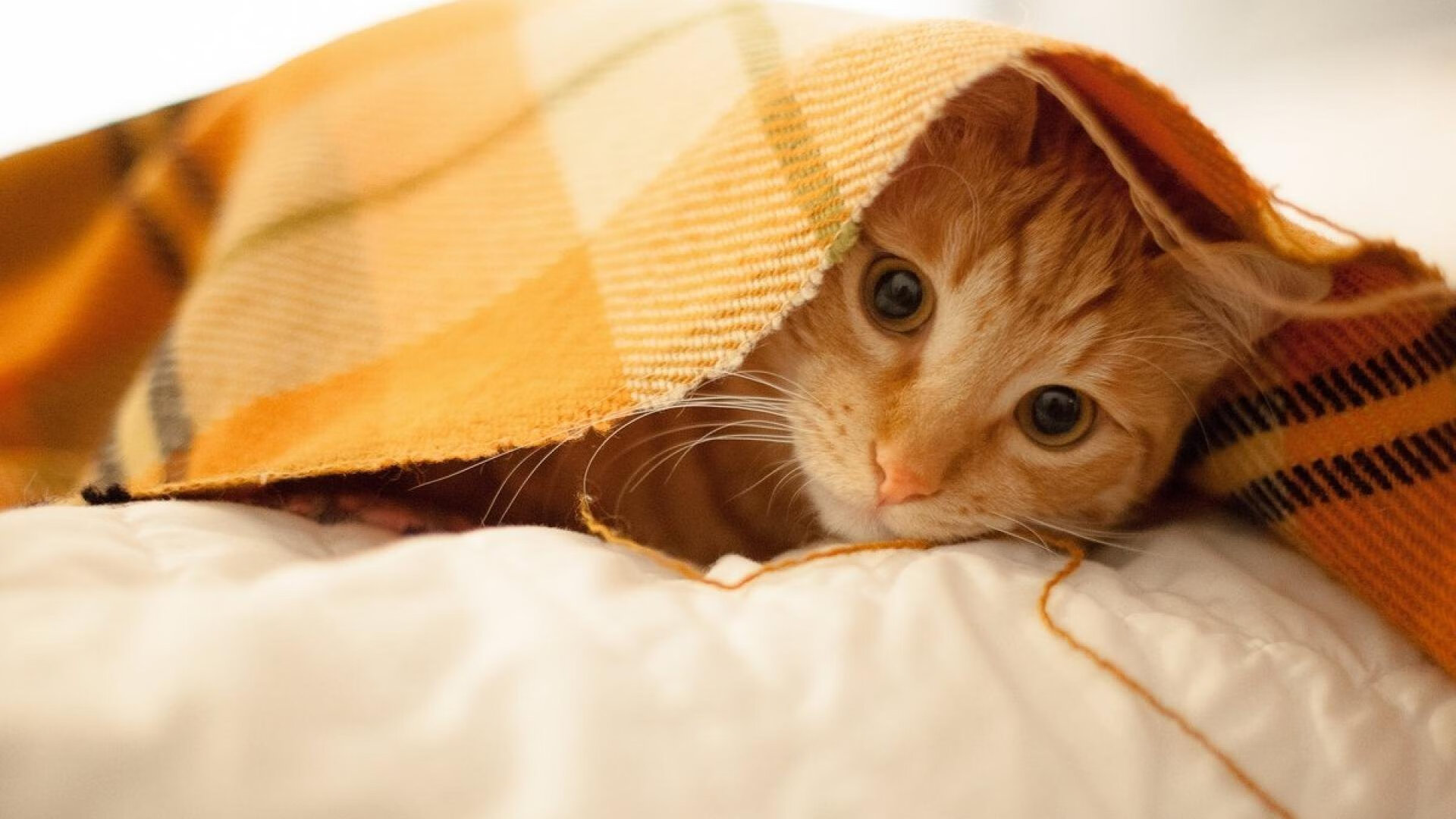 九游娱乐官网 (jiuyou)-英超攻防转换快速，精彩进球瞬间令人陶醉，英超 进球