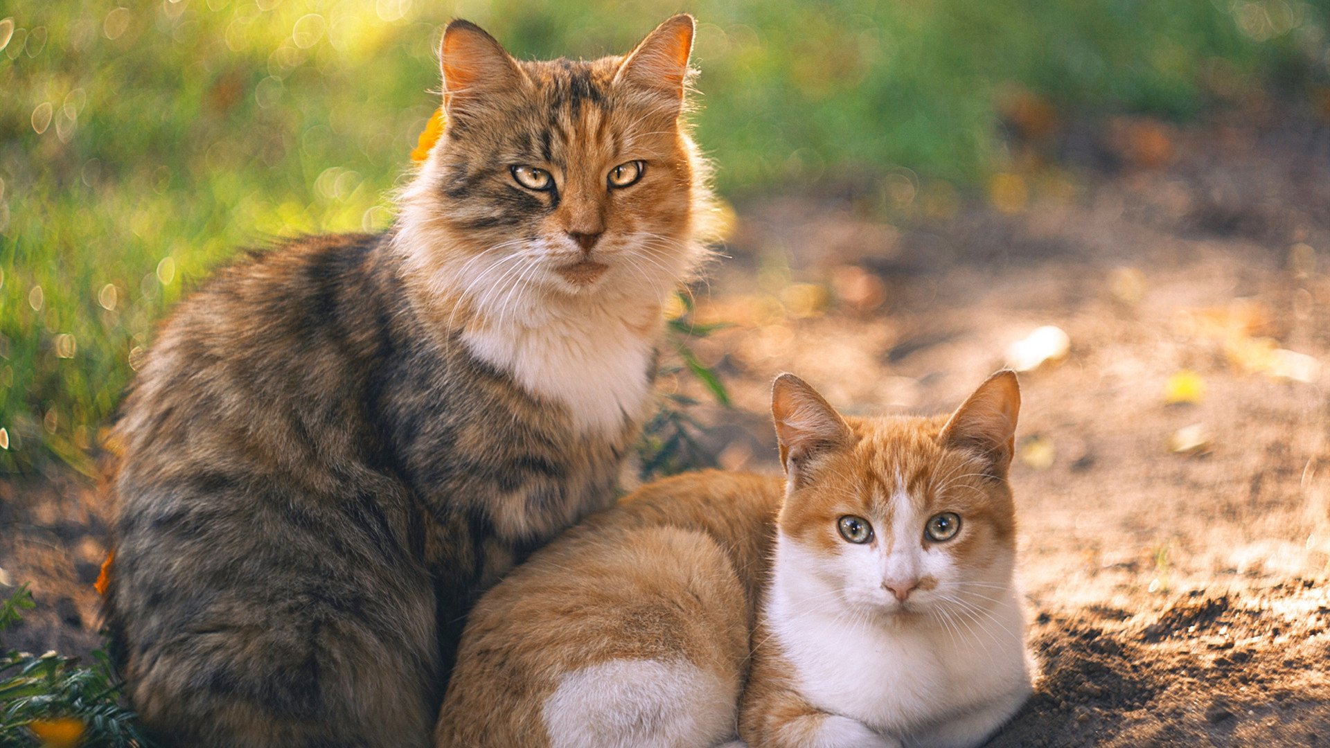 英超攻防转换快速，精彩进球瞬间令人陶醉，英超 进球