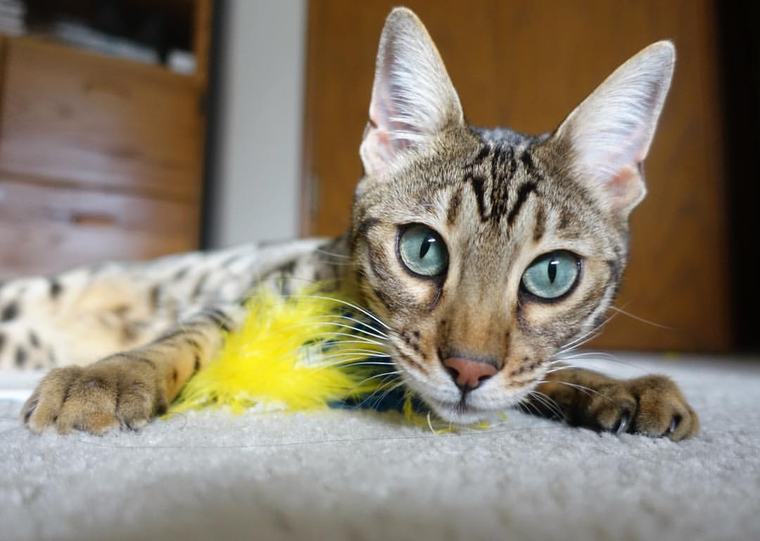 九游游戏中心-Aster主场观众热情高涨，aster俱乐部