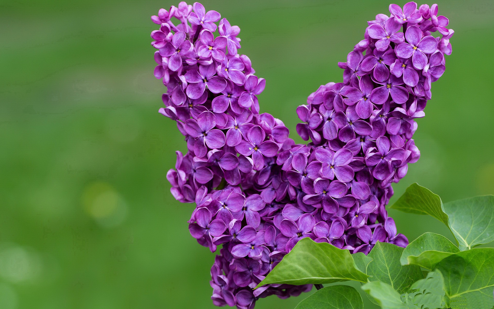 -中后卫是否应更多参与前场定位球进攻，中后卫的站位