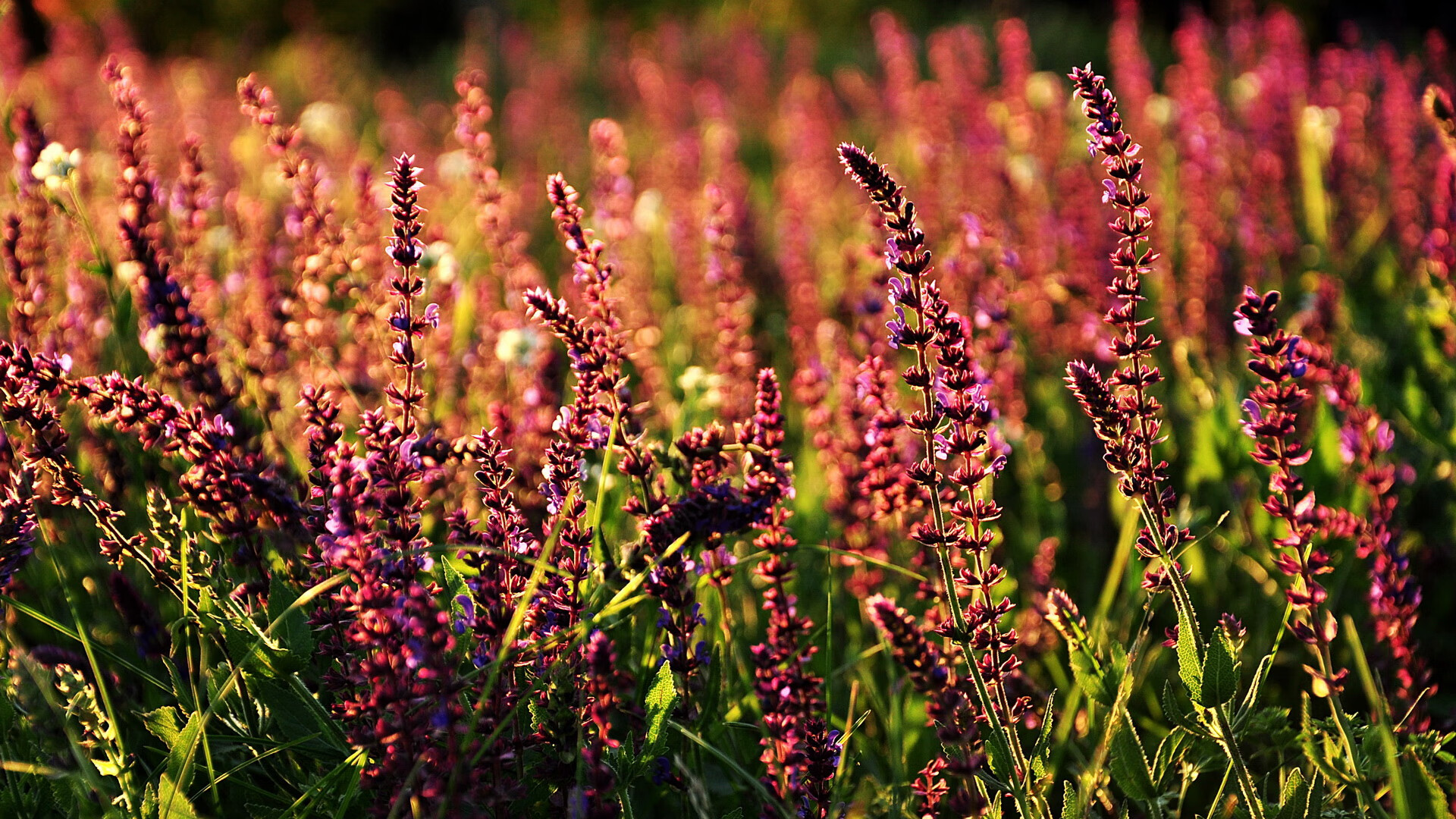 九游APP官网-北京首钢遭遇不敌，输掉重要比赛，北京首钢遭遇不敌,输掉重要比赛的原因