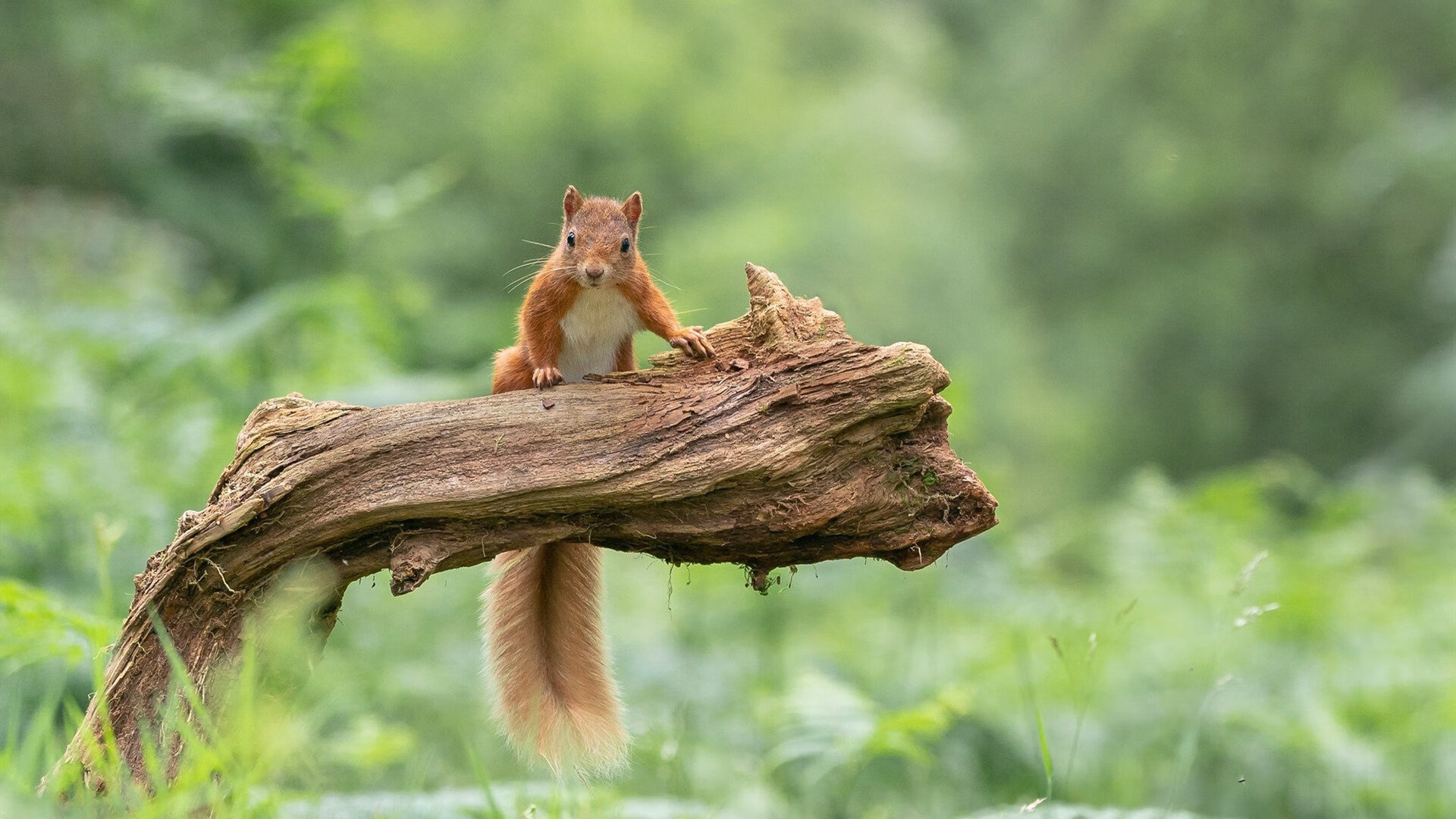 九游网页版官网-北美选手培养机制再评估，北美赛区叫什么