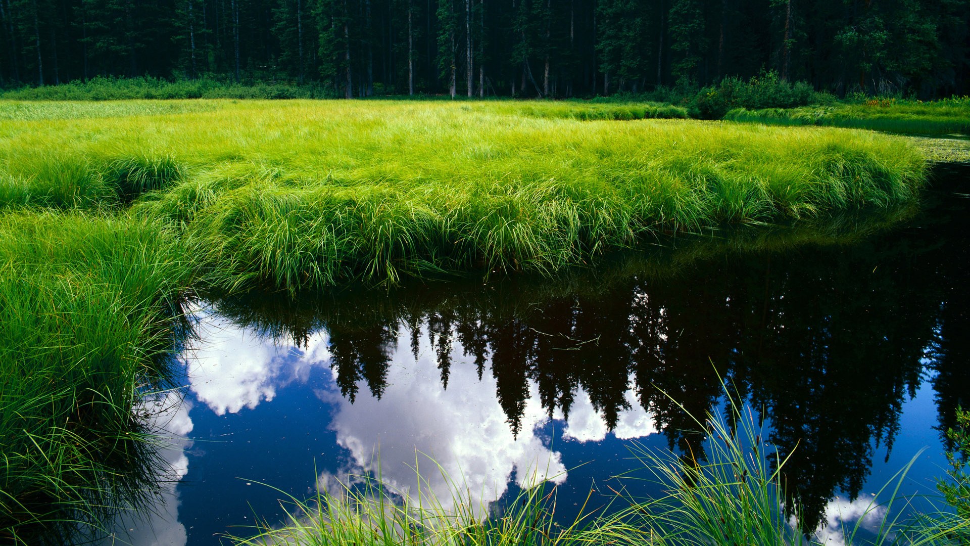 九游网页版官网-塞尔维亚篮球运动员在欧洲锦标赛中势如破竹，不可一世，塞尔维亚著名篮球运动员
