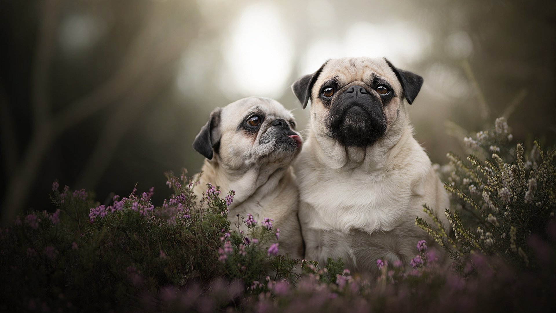 狼队客场轻松取胜,提升积分排名,狼队位置