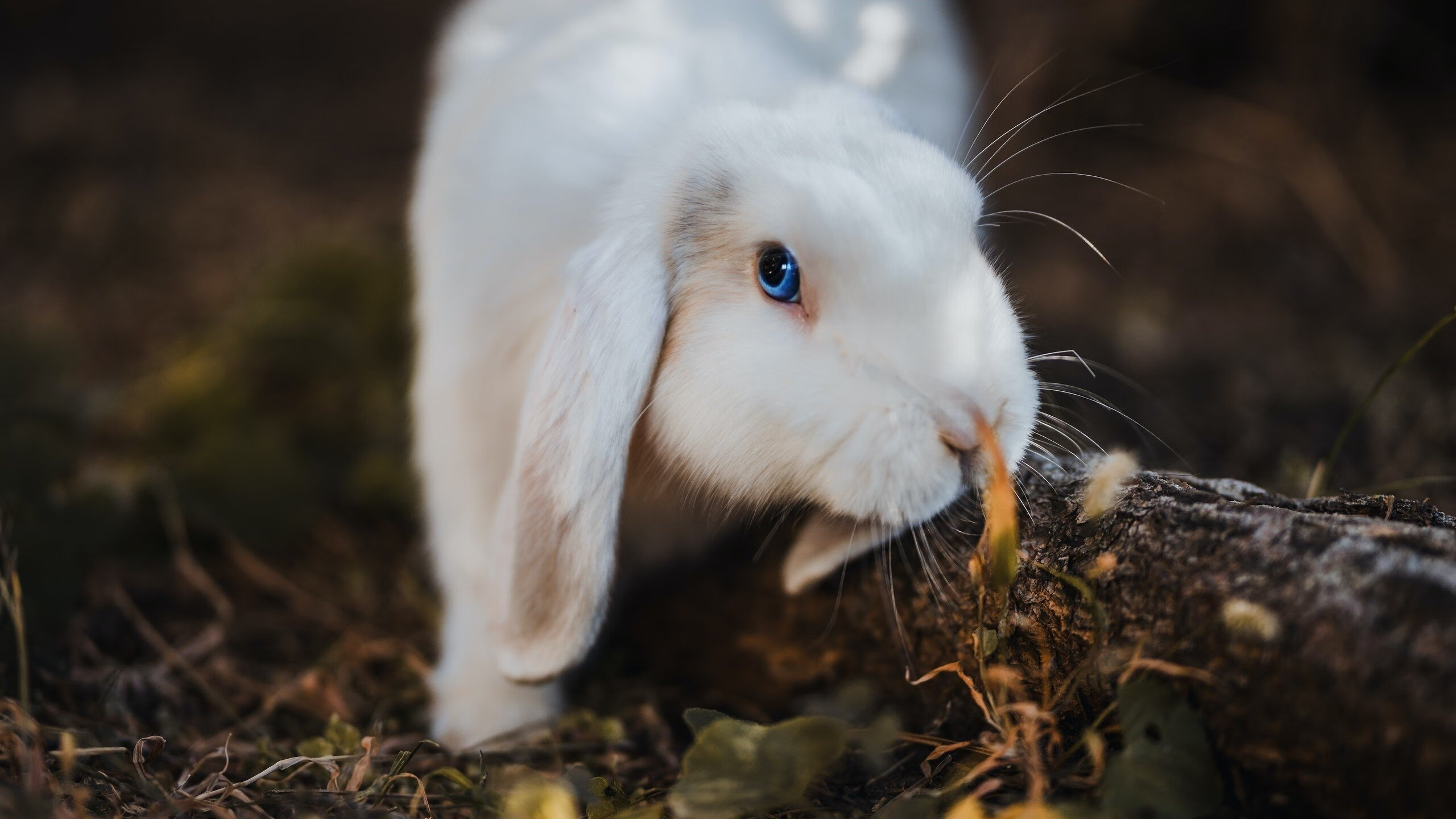 九游网页版入口-皇马主场-险胜埃瓦尔，本泽马破门贡献进球，皇马本泽马图片