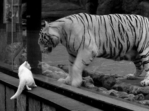 九游电脑版-纽卡斯尔联主场2-1逆转利物浦，夺得联赛杯冠军，纽卡斯尔vs利物浦比分