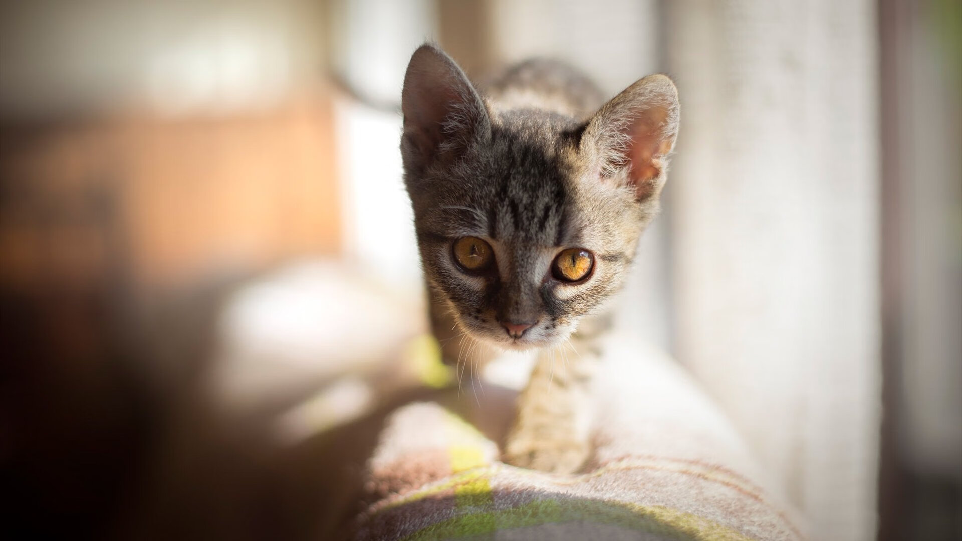 九游APP官网-英格兰队欧预赛比赛获胜，成功晋级下一轮，英格兰欧冠比赛