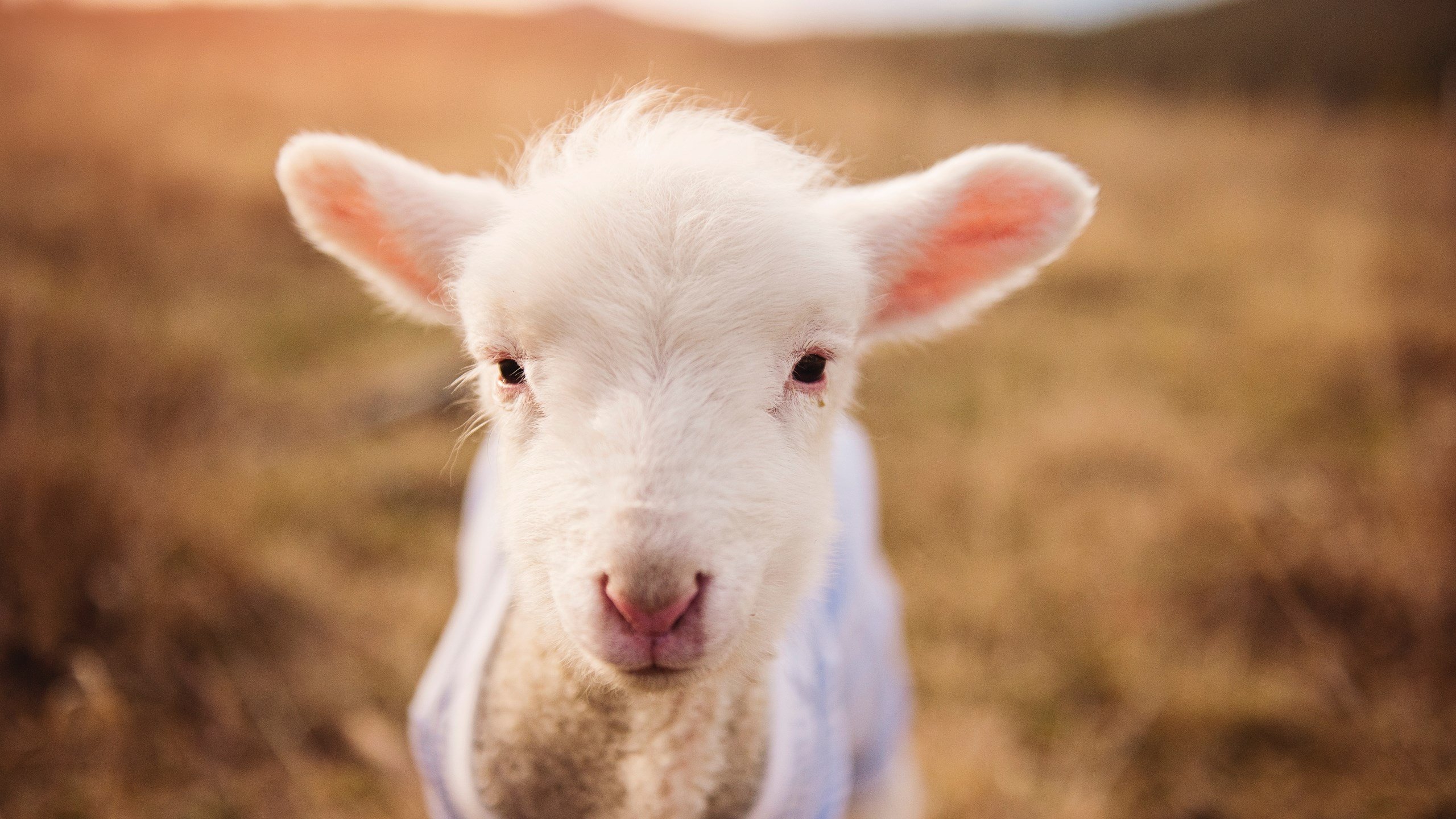 迈阿密国际在国内赛事中取得优异成绩，迈阿密国际比赛中断