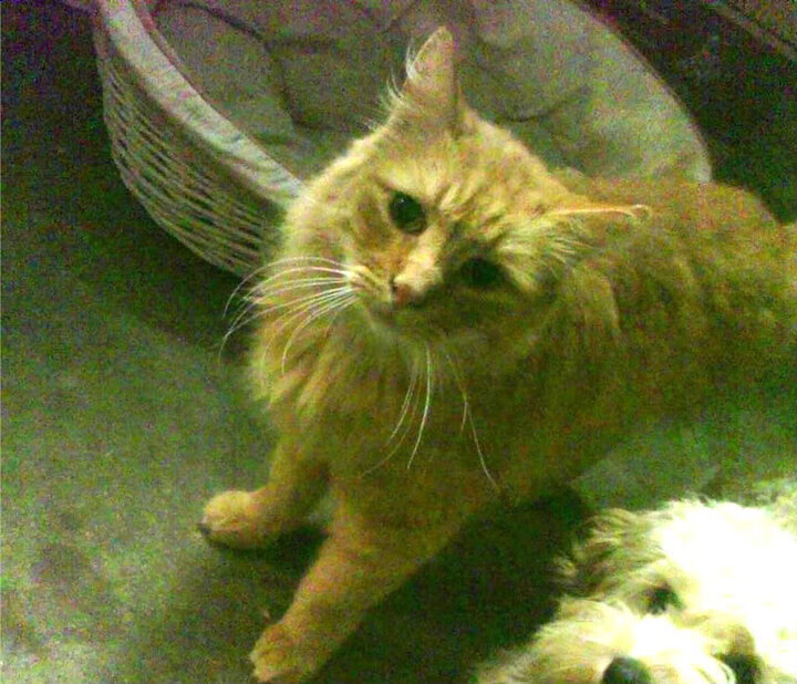 九游娱乐官网 (JIUYOU)-阿尔阿赫利与扎马莱克的埃及国家德比成为焦点，阿扎尔 国家德比