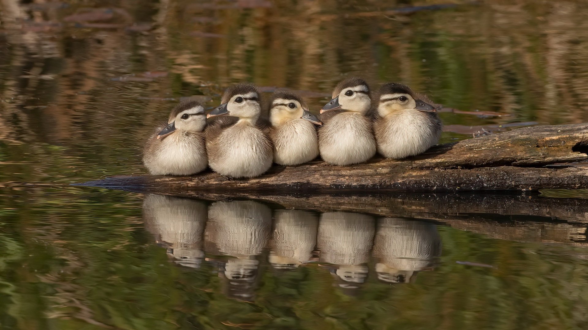 “水上救生:三叉湖游泳馆带来国际级救援技术大比拼”