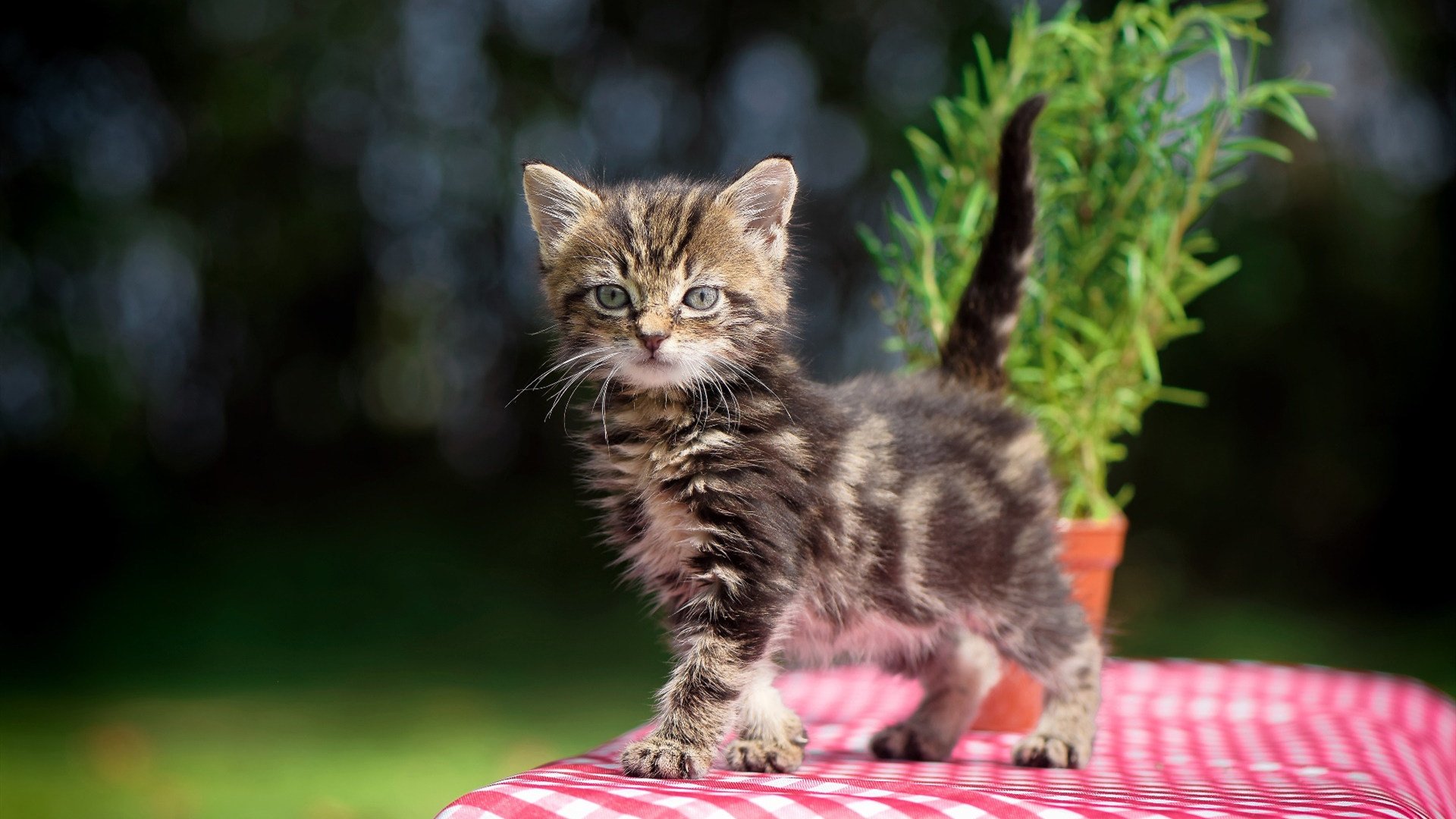 印度队未来发展:从本土赛事到世界级竞技平台的蜕变,印度参赛人员