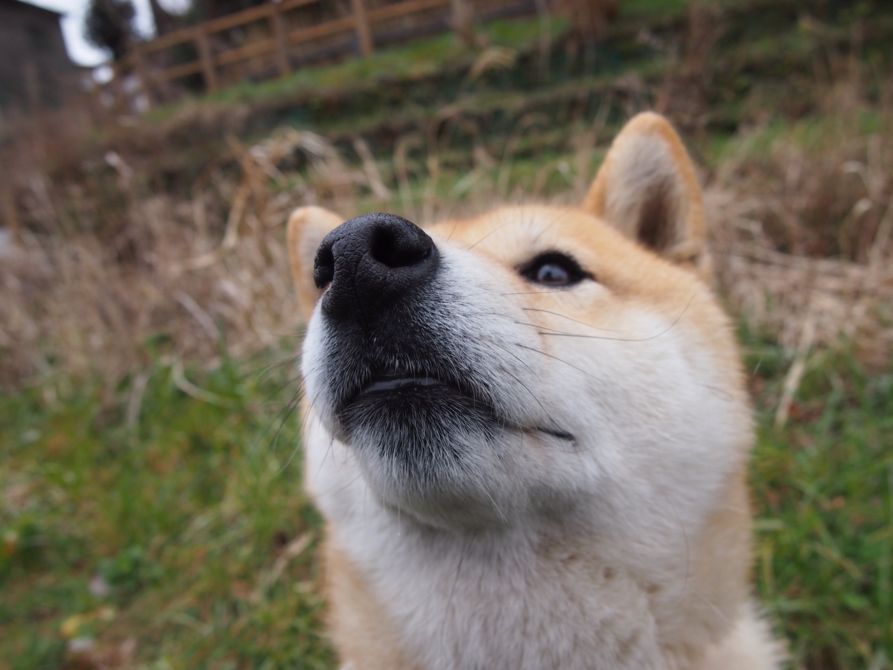 印度队在2024年世界杯赛场上强势崛起的背后故事，印度世界杯退赛