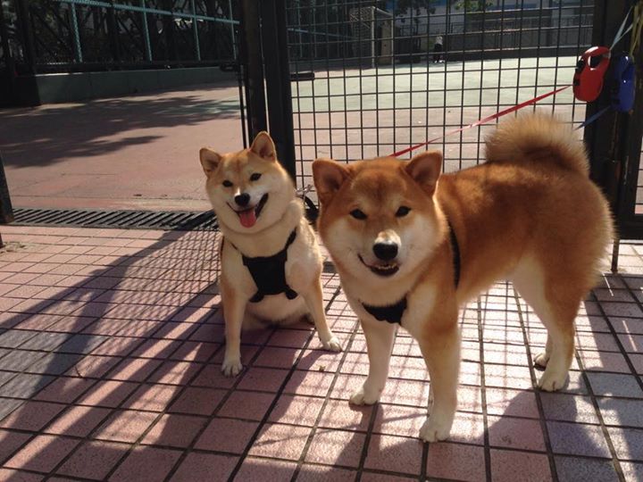 九游娱乐(jiuyou)官方网站-外教更替周期与俱乐部目标脱节