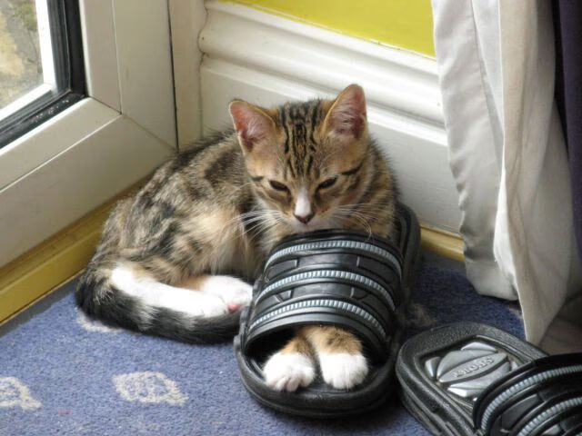 九游（jiuyou.com）游戏-欧洲杯战术爆发：阵型变化制造奇迹！，欧洲杯技术