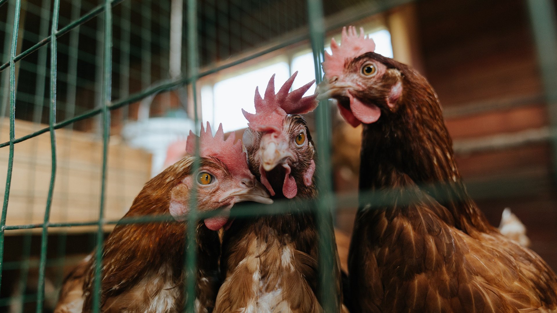 九游网页版官网-蝶泳节奏流畅韩国稳步晋级，韩国蝶泳教学