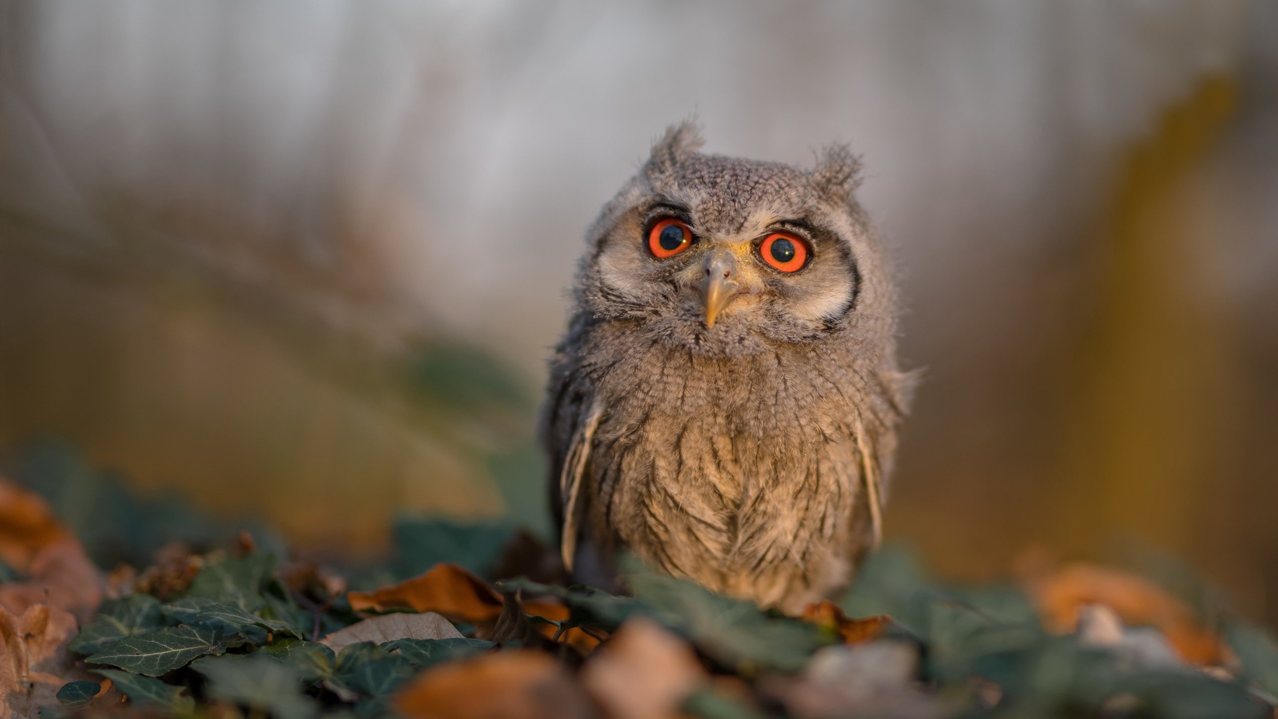 西甲绝佳盘带:巧妙过人引爆全场!,体育盘口西甲