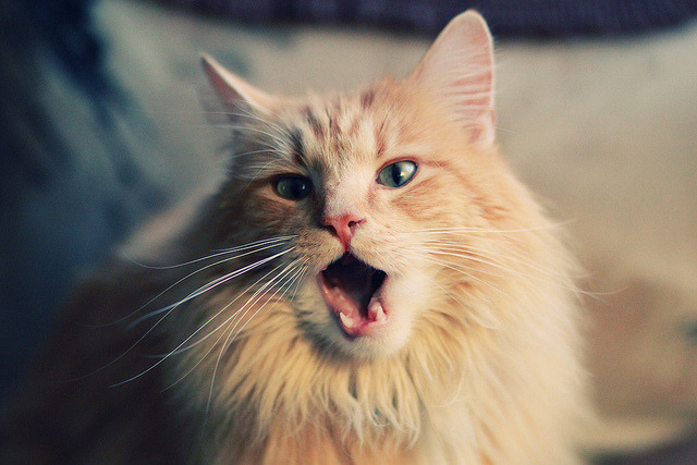 赛事志愿者招募启动,赛事服务体系全面铺开,赛事志愿者的职责