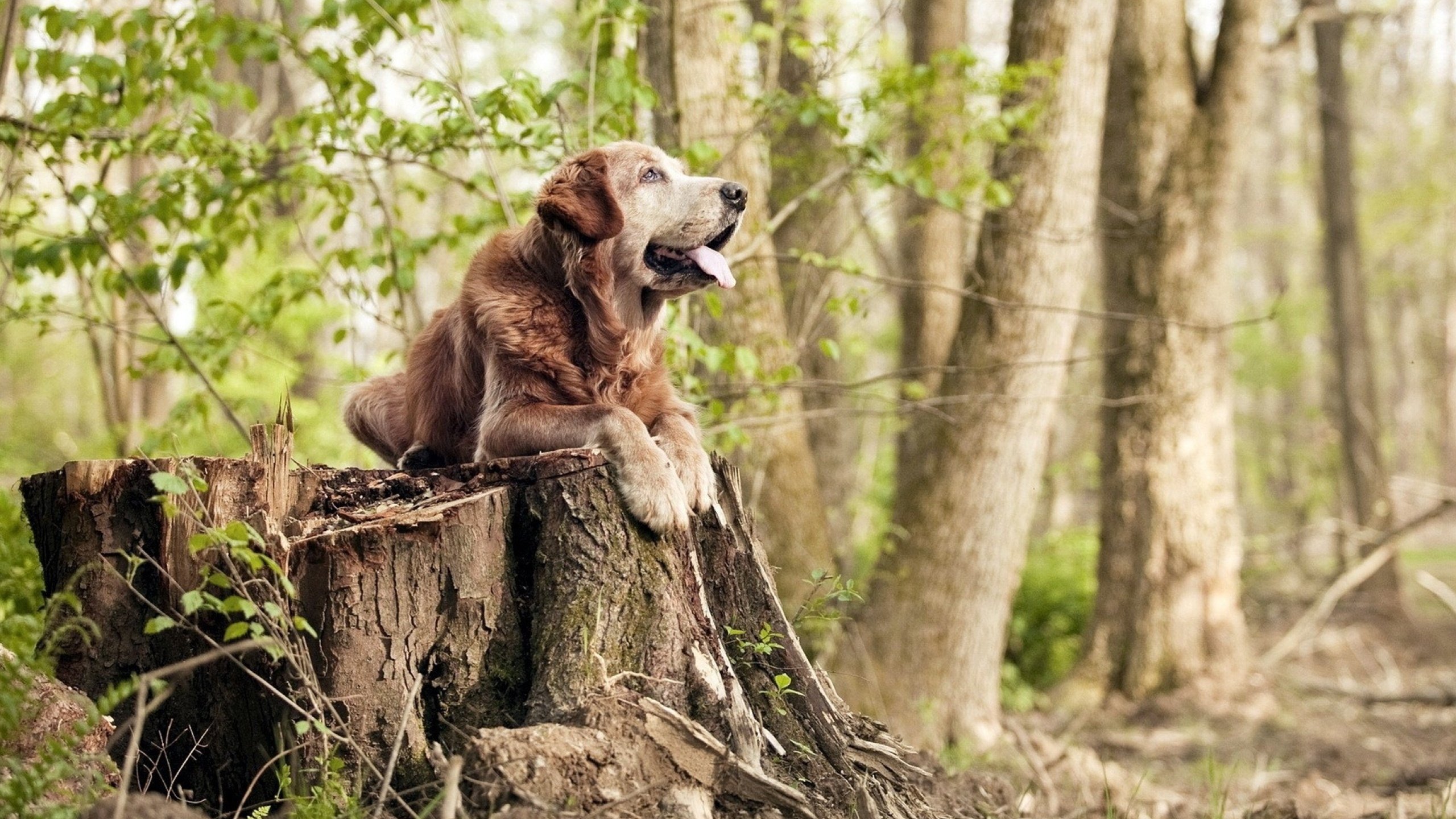 退役球星回忆职业生涯分享坚持初心感染无数青年,2020退役球星